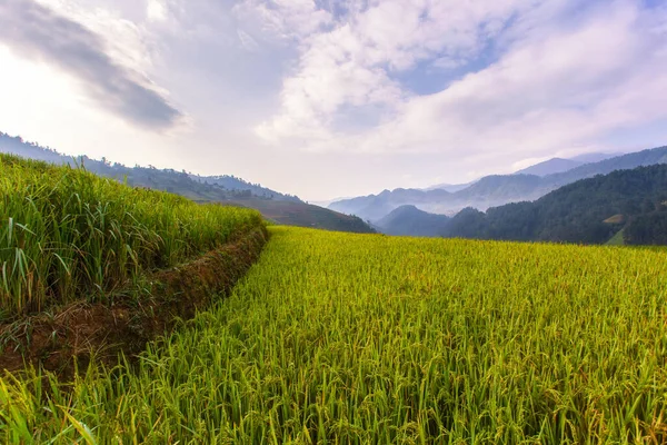 Terasovitá Rýžová Pole Krajiny Cang Chai Yenbai Severní Vietnam — Stock fotografie