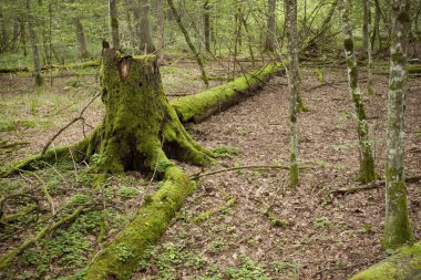 yosunlu büyük eski devrilmiş ağaç