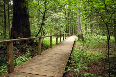 turist yolu ormandaki