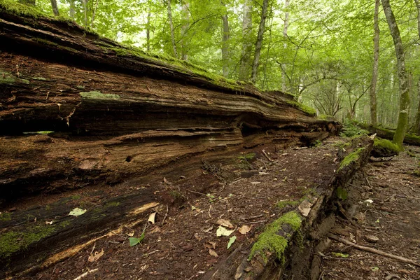 Podrido gran árbol viejo en el bosque natural — Foto de Stock