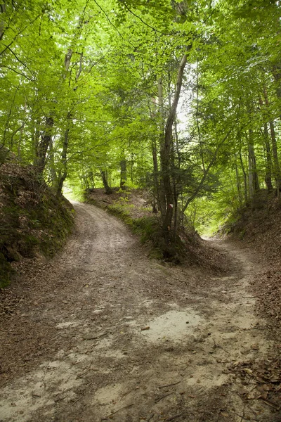Loess ravine in Roztocze, Poland — Stock Photo, Image