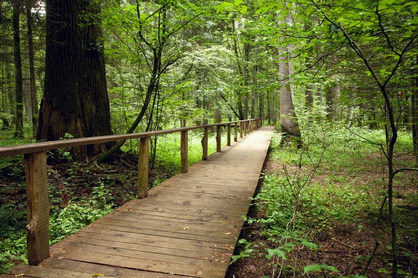 Tourist path in forest — Stock Photo, Image