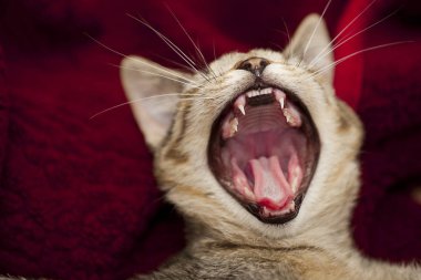 Küçük kedinin koca ağzını aç, çene.