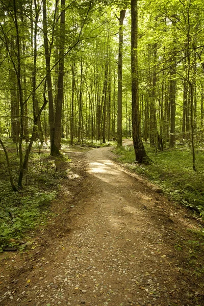 Winding pathway in green forest — Stock Photo, Image
