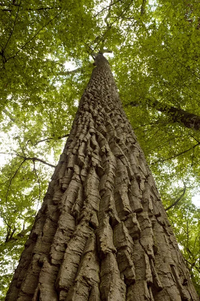 Ствол большого дерева — стоковое фото