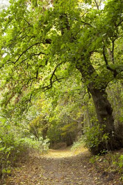 ormanda büyük ağacı