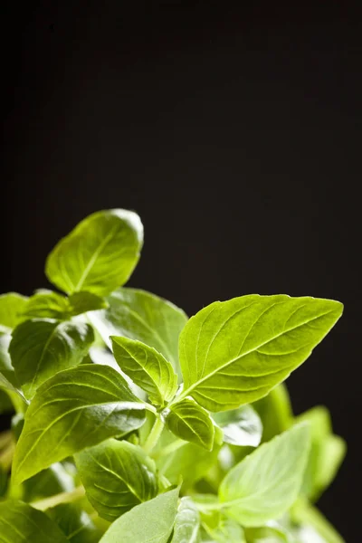 Hojas frescas de menta —  Fotos de Stock