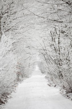 Kış manzarası içinde kırsal yol
