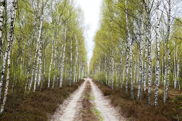 Sabdy road in birch forest — Stock Photo, Image