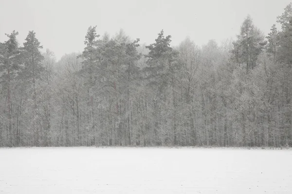 Tempête de neige dans la forêt — Photo