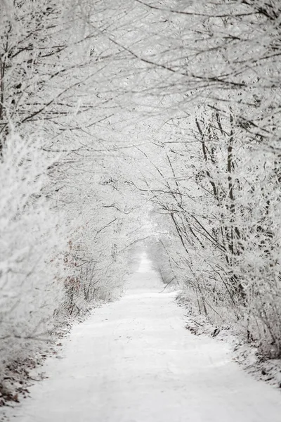 Kış manzarası içinde kırsal yol