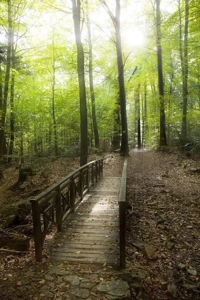 Krásné Lesní krajina — Stock fotografie