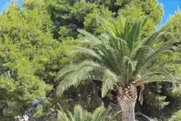 Palm tree on closeup — Stock Photo, Image