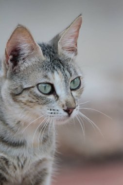 dun bir kedi portresi