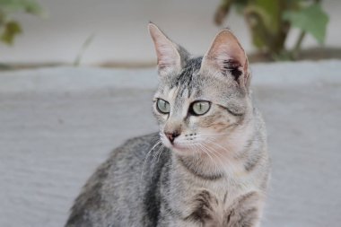 dun bir kedi portresi