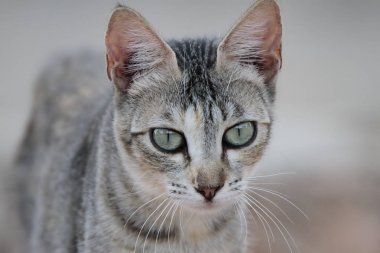 dun bir kedi portresi