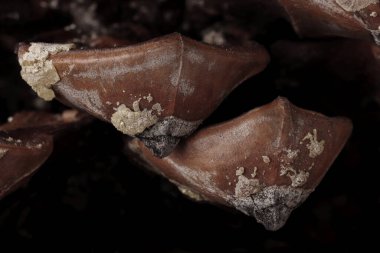 Bir çam kozalağının dikenlerinin yatay görünümünde makro fotoğrafçılık