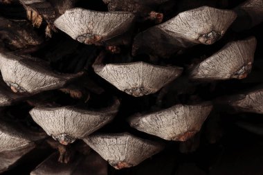 Bir çam kozalağının dikenlerinin yatay görünümünde makro fotoğrafçılık