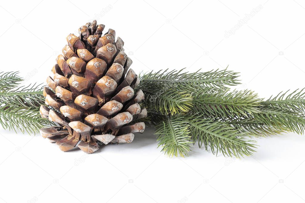 horizontal view of a pinecone over some pine branches isolated on white background
