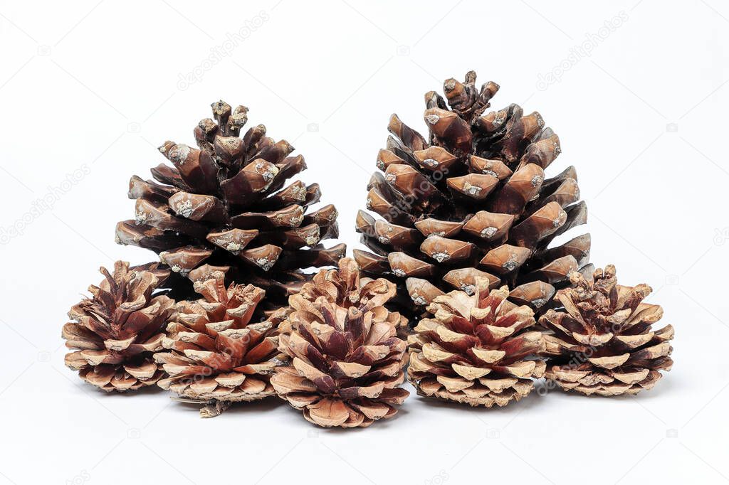 horizontal view of a set of pinecones, two large and five smaller, isolated on white background