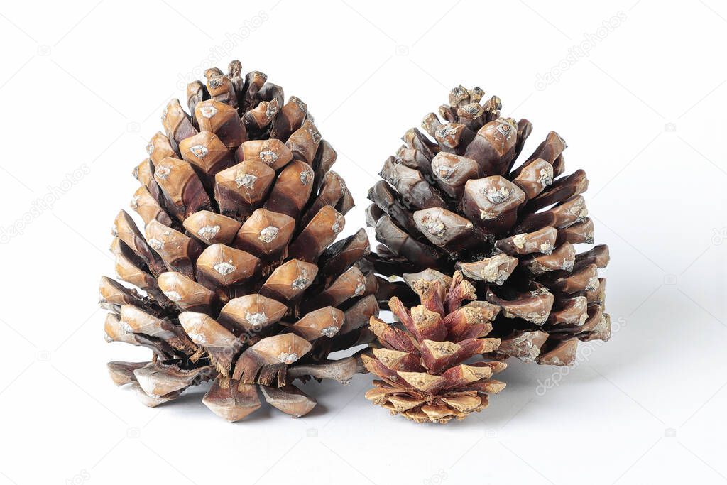 horizontal view of a set of pinecones, two large and one smaller, isolated on white background
