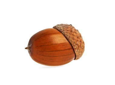 palamut beyaz arkaplanda izole