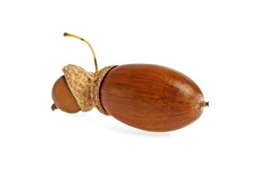 palamut beyaz arkaplanda izole