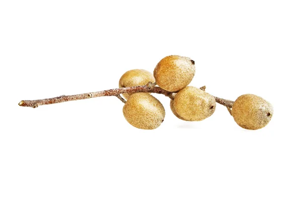 Twig met vruchten van Elaeagnus angustifolia, boom van het paradijs, Ru — Stockfoto