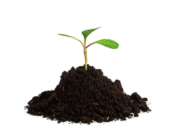 Planta joven con humus aislado sobre fondo blanco —  Fotos de Stock