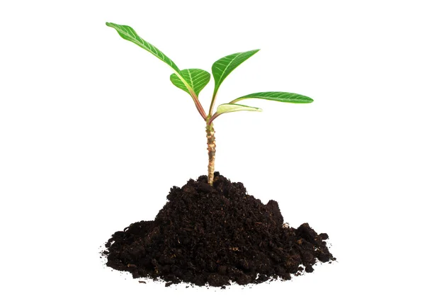 Jeune plante avec humus isolé sur fond blanc — Photo