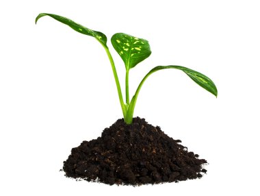 Beyaz arka plan üzerinde izole humus ile taze bitki