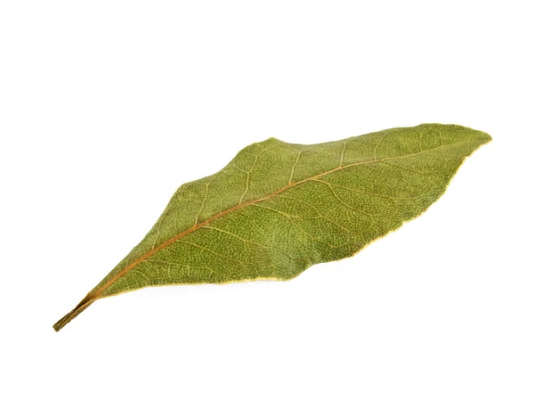 Dried bay leaf isolated on white background — Stock Photo, Image