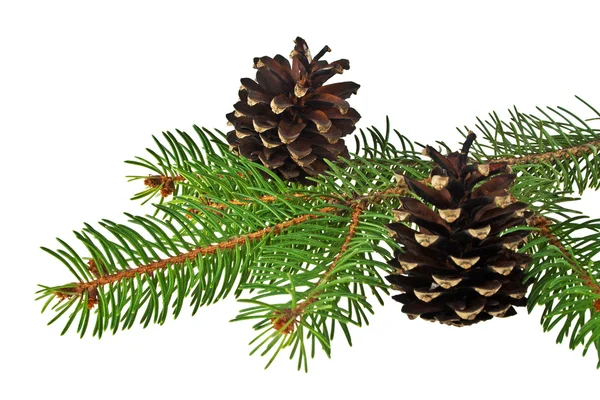 Branch of fir-tree and cone on a white background — Stock Photo, Image