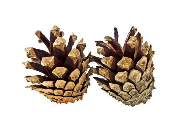 Pine cones isolated on white background — Stock Photo, Image