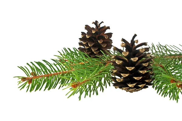 Branch of fir-tree and cone on a white background — Stock Photo, Image