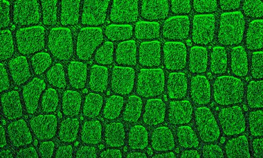 Yeşil timsah desenli arka plan