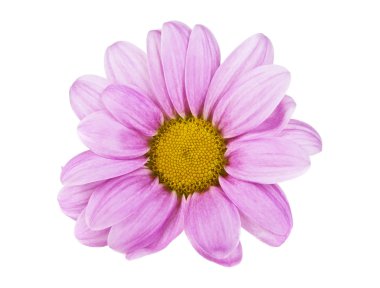 Beyaz arkaplanda izole edilmiş pembe kasımpatı çiçeği