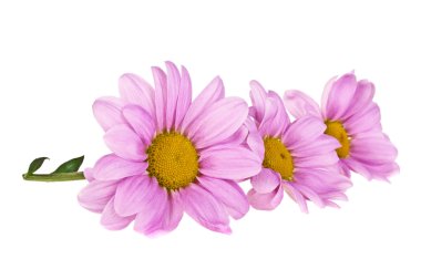 Beyaz arkaplanda izole edilmiş pembe kasımpatı çiçeği