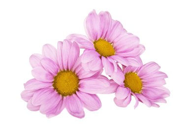 Beyaz arkaplanda izole edilmiş pembe kasımpatı çiçeği