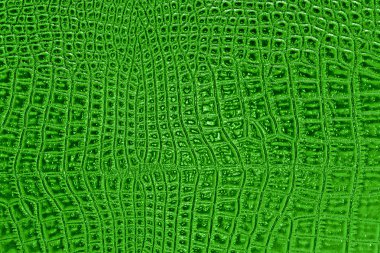 Timsah deri abstract, arka plan olarak kullanabilirsiniz