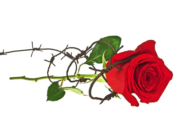 Колючий дріт з червоною трояндою на білому тлі — стокове фото