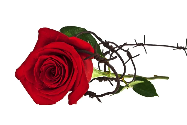 Колючая проволока с красной розой на белом фоне — стоковое фото