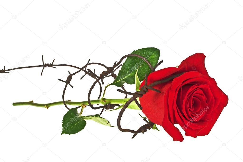 Barbed wire with red rose on a white background