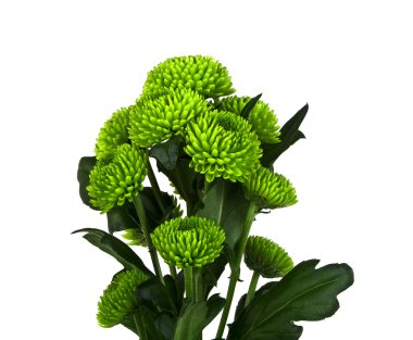 Yeşil kasımpatı çiçekleri beyaz bir arka plan üzerinde