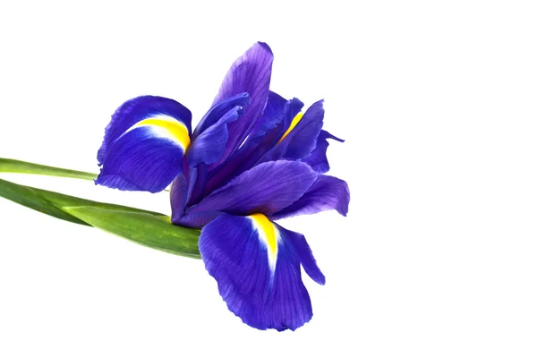 Kék írisz vagy blueflag virág elszigetelt fehér background — Stock Fotó