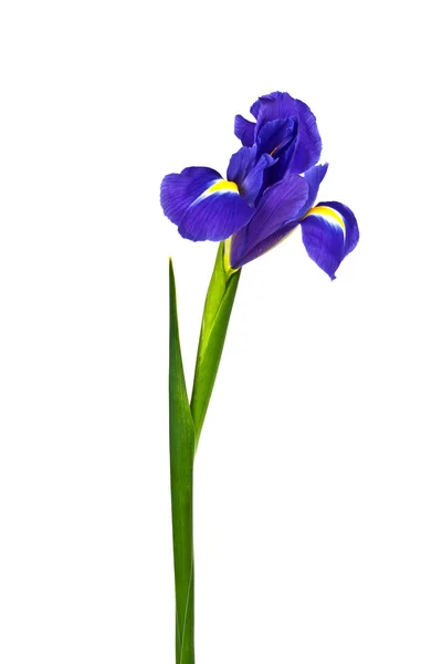 Niebieskie tęczówki lub blueflag kwiat na białym tle — Zdjęcie stockowe