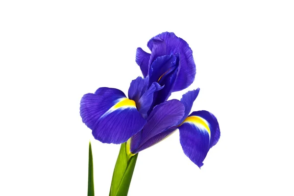 Blauwe iris of blueflag bloem geïsoleerd op witte achtergrond — Stockfoto