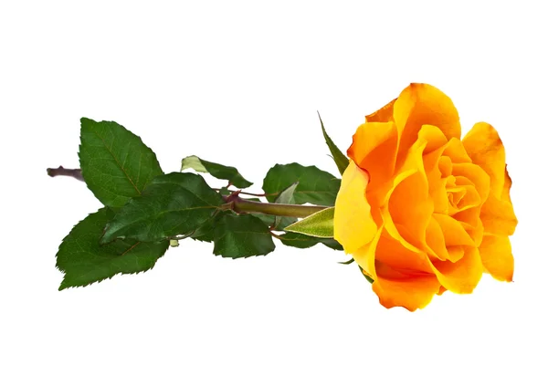 Orange rose isolated on a white background — Stock Photo, Image