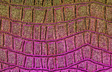 Soyut timsah deri doku arka plan