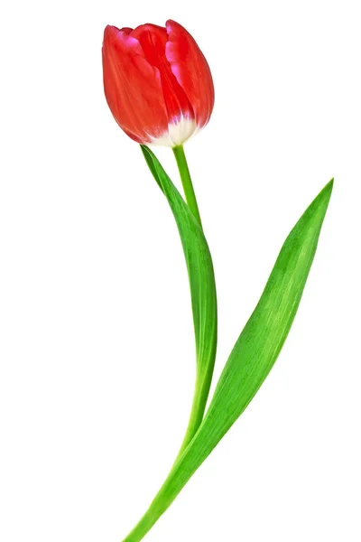 Tulipan kwiat izolowany na białym tle — Zdjęcie stockowe